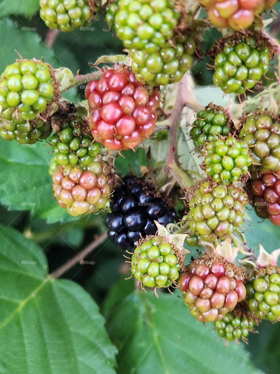 close up of wild red green and black berries on a vine in Summer on the Oregon coast