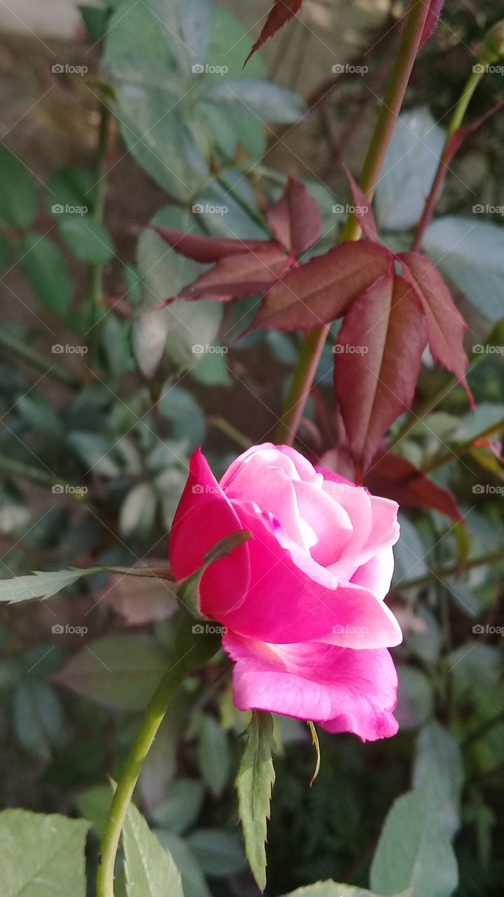Nice Rose.
