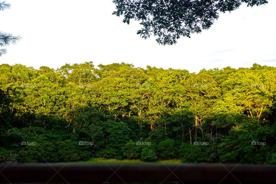 sunset trees cottage by barkley21