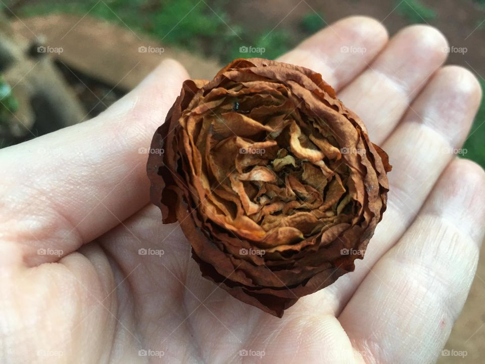 Dead flower- holding a dead flower in my hand. 