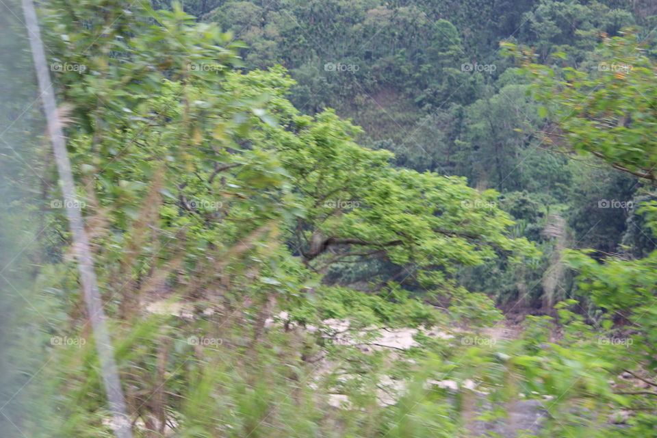 Forest in assam