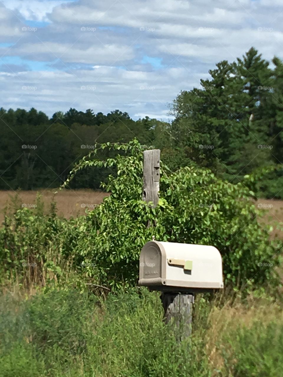Overgrown farmland, mailbox, fence & field.