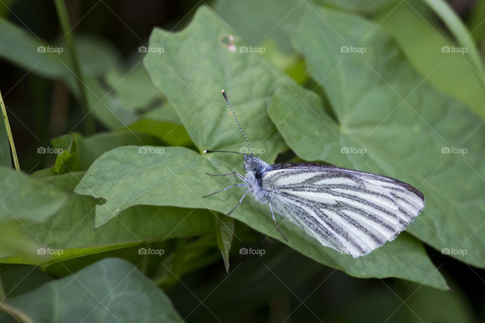 White black grey butterfly on leaf, close-up