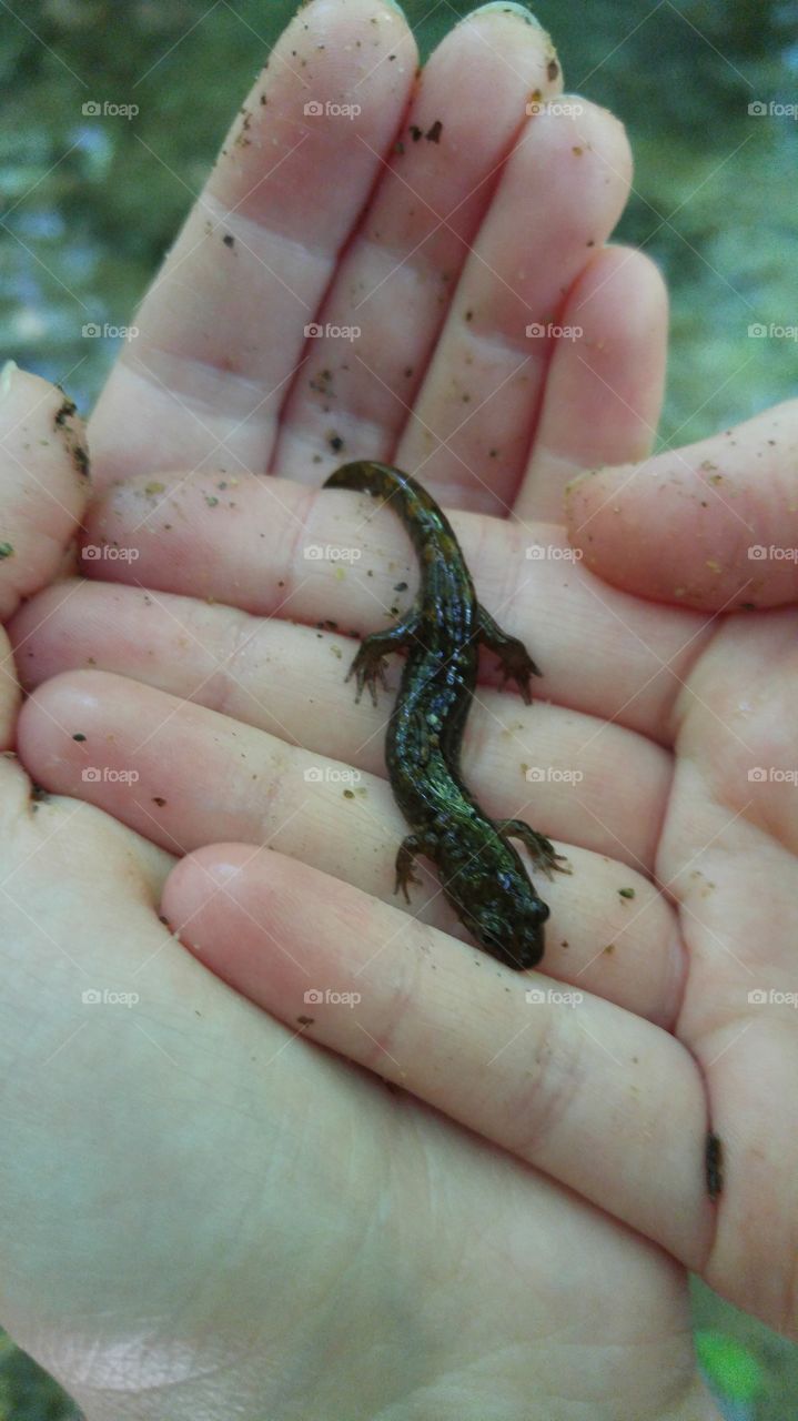 salamander friends
