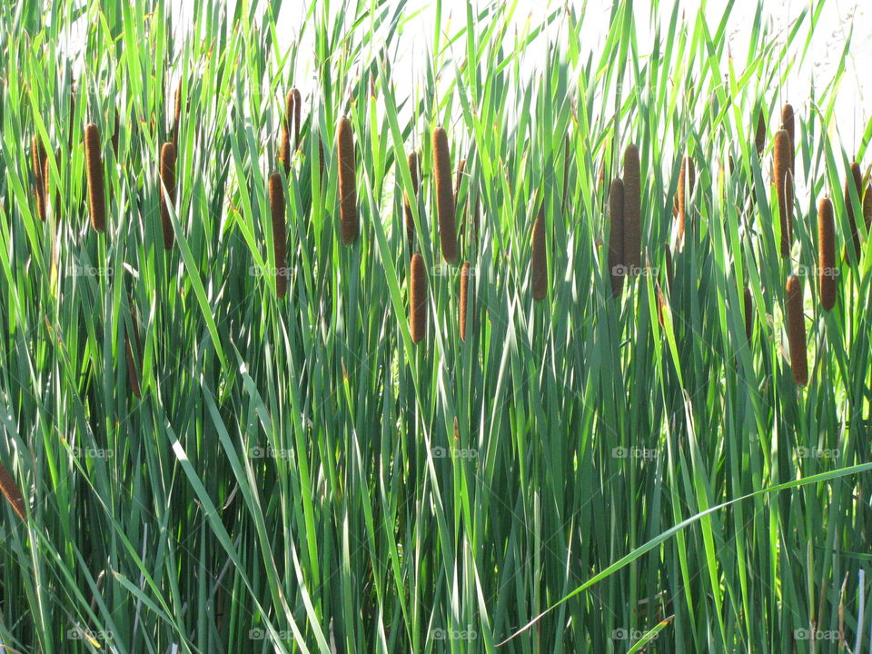 Forest of Cattails