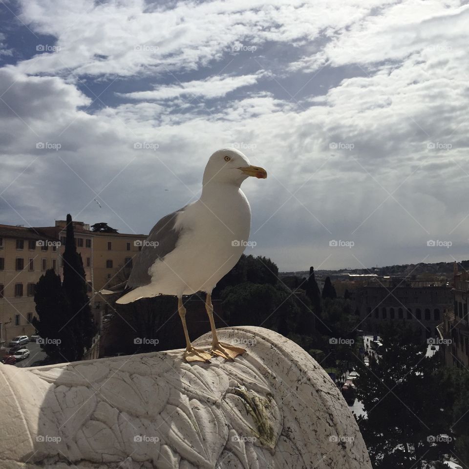 Roman seagull