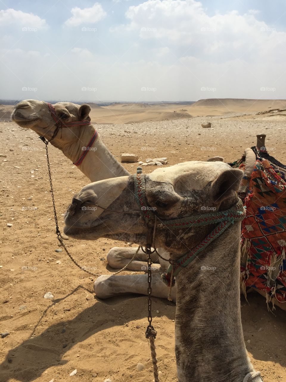 Two camel sitting on desert