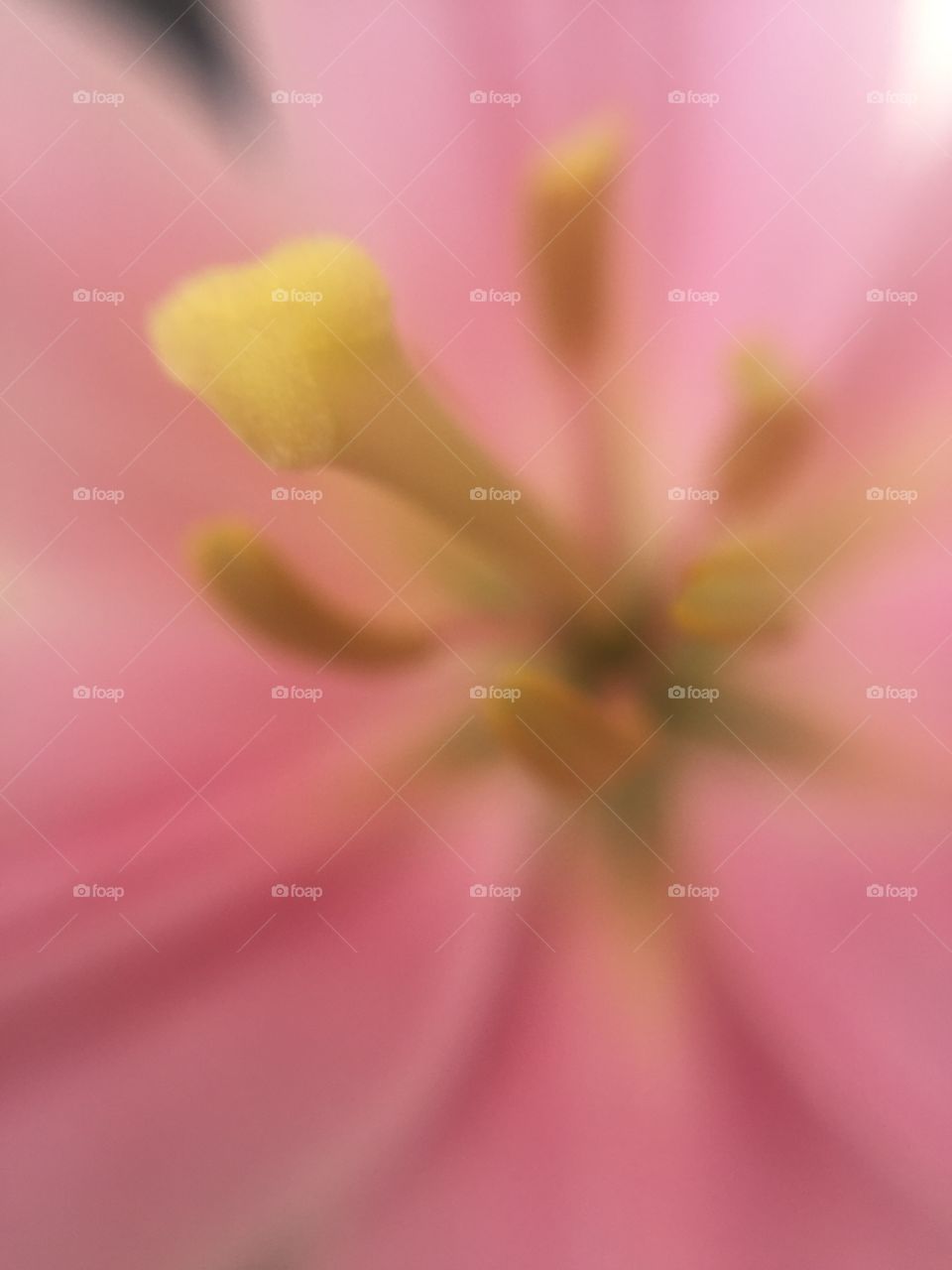 Inside a flower close up
