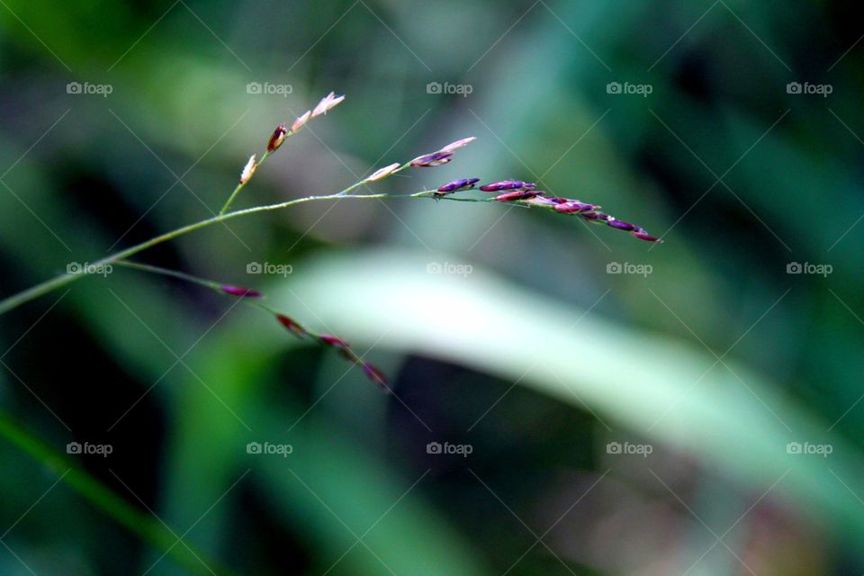 grass seeds up close.