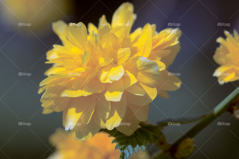 Yellow spring flower beauty