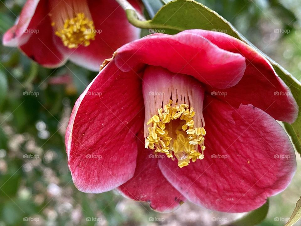 A bright red camellia flower