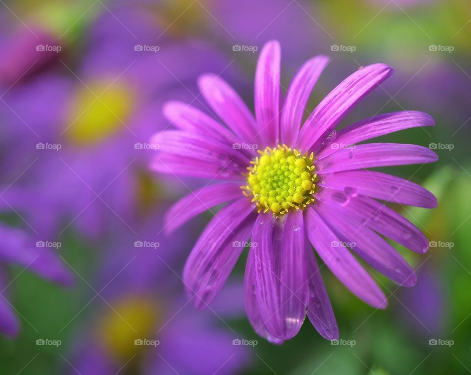 Close-up of purple flowers