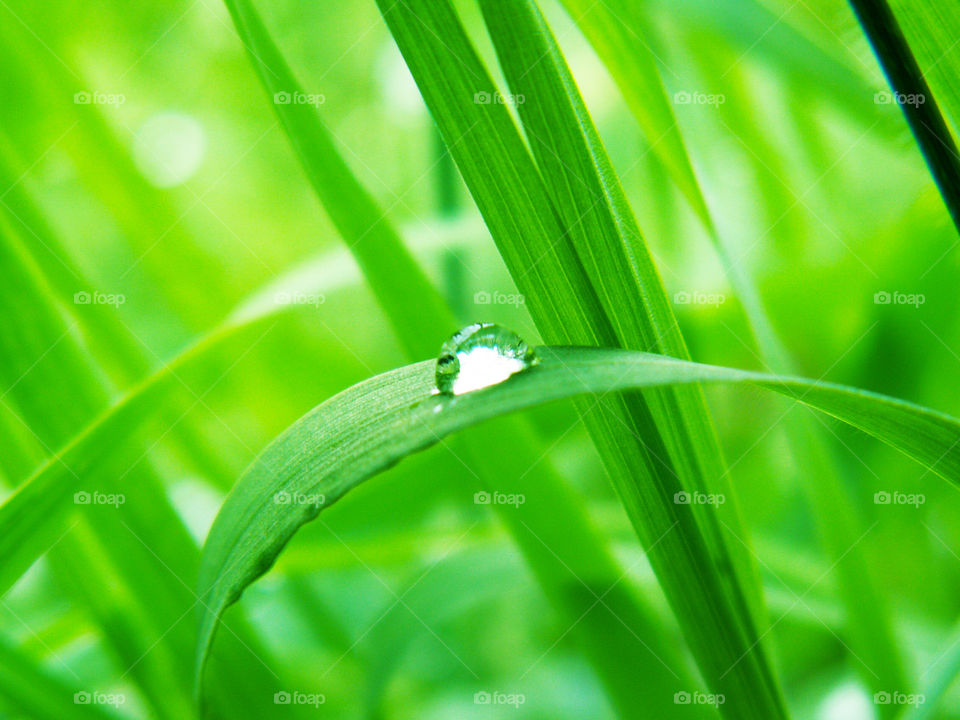 drop of dew on the grass