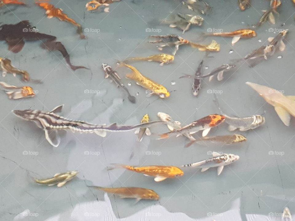 koi carp and sturgeons, in a group in a water bowl for the sale of a garden cente.