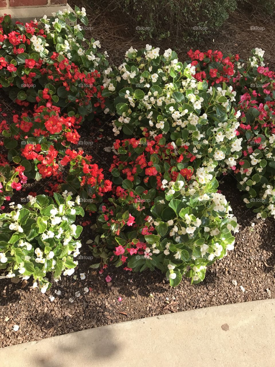 Flowers outside of a charlotte doctors office