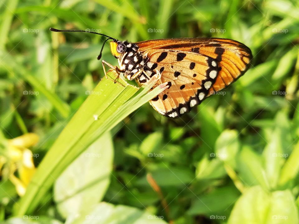 Butterfly standing on the grass.