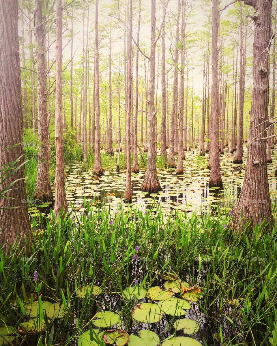 Lilypad forest
