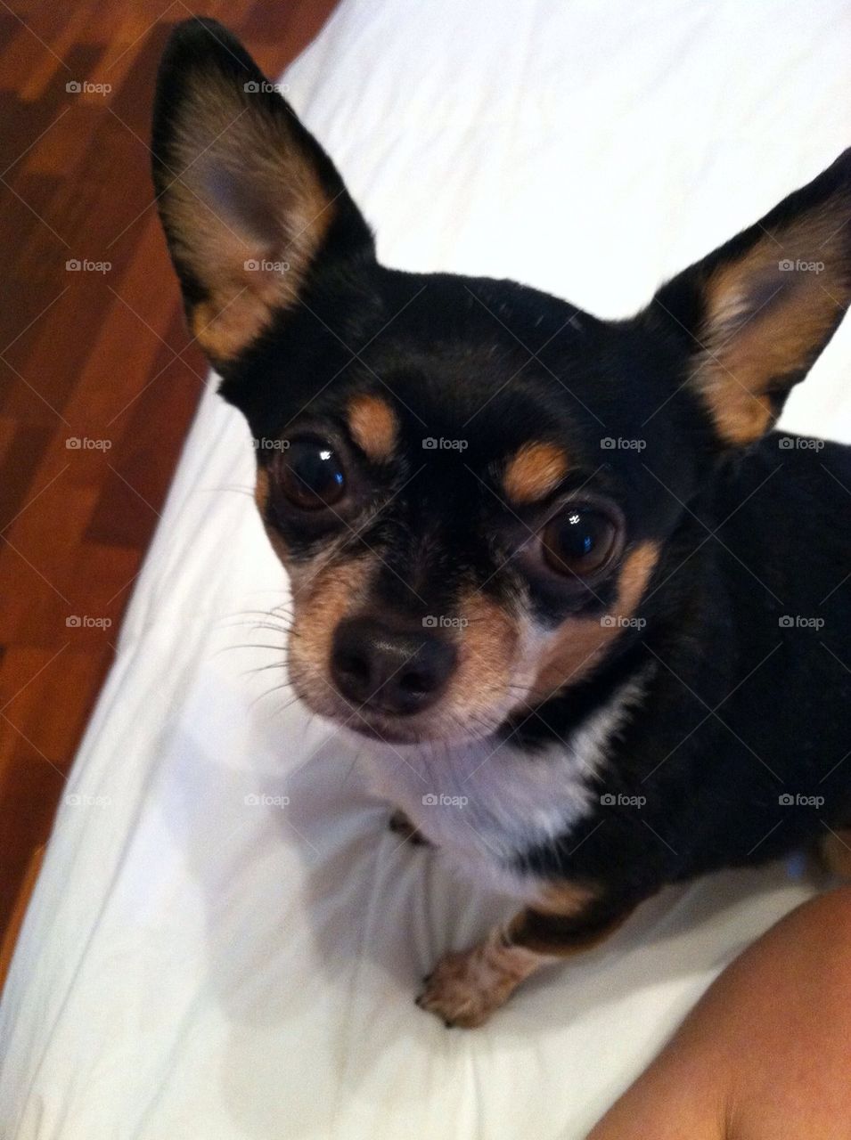 Chihuahua puppy eyes
