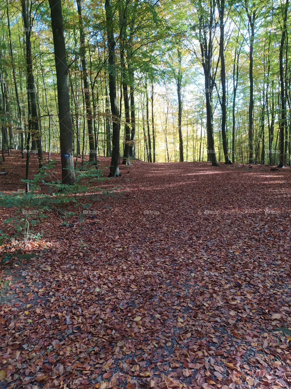 way in forest