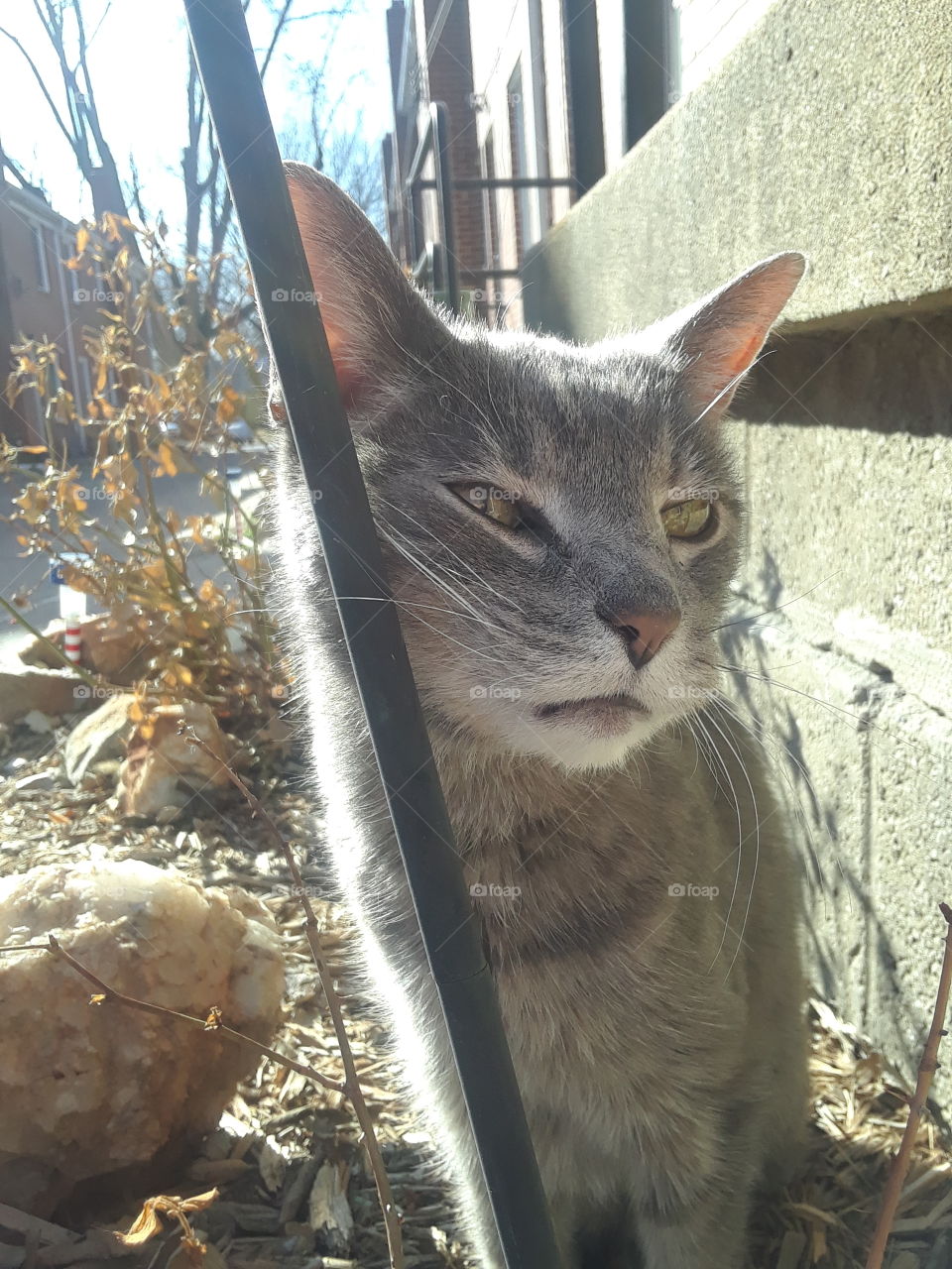 Senior Gray Tabby Cat Rubbing