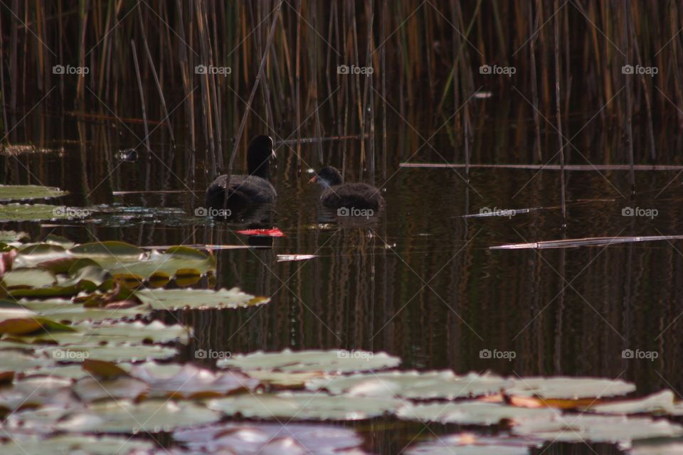 Two black ducks in the lake