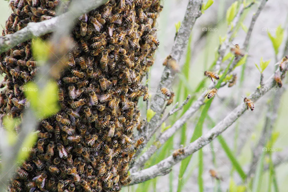 Bee