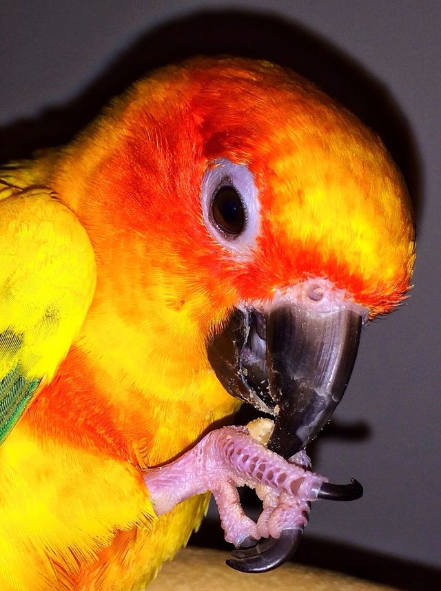 bird