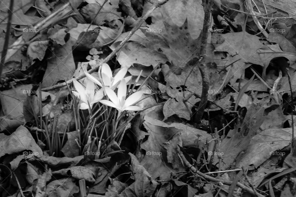 Leaf, Nature, No Person, Flora, Desktop