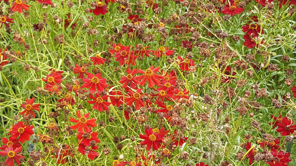 flowers