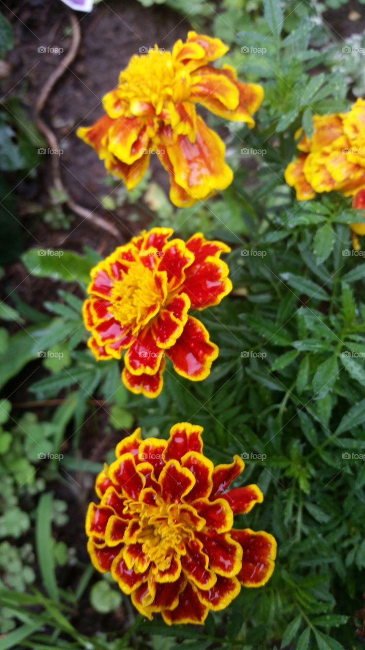 marigold