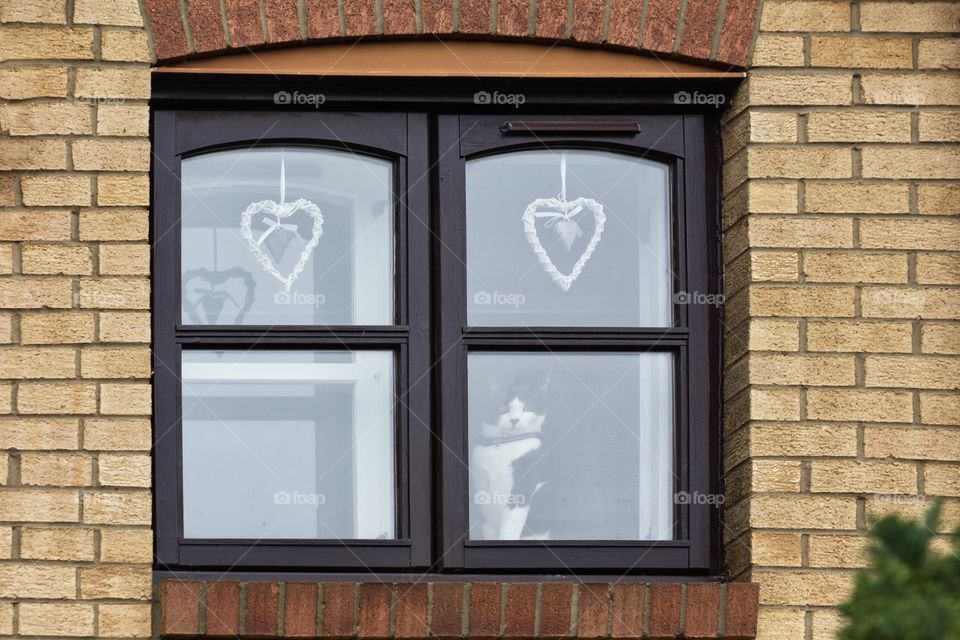 Window view decorated with hearts and cat