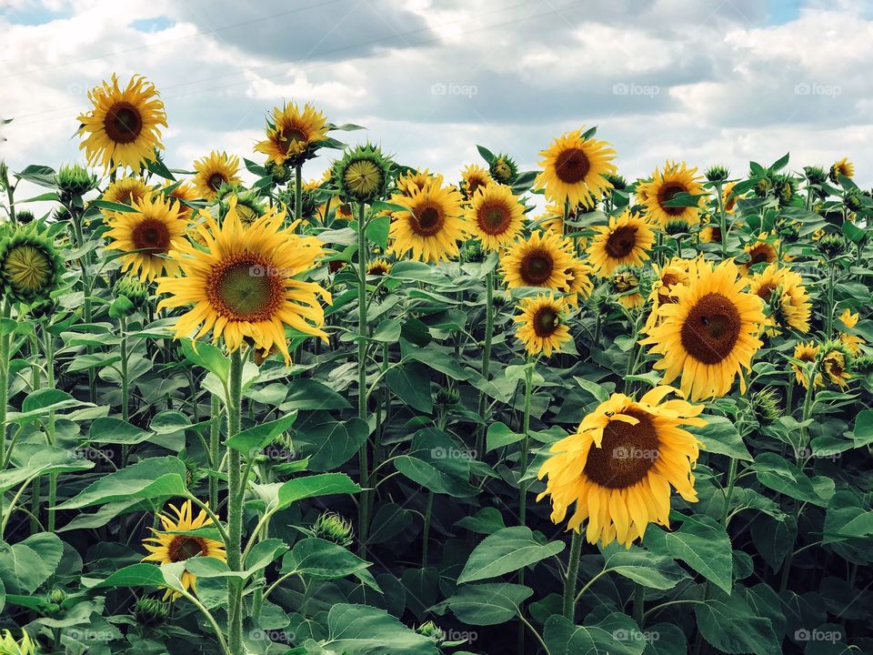 Sunflowers