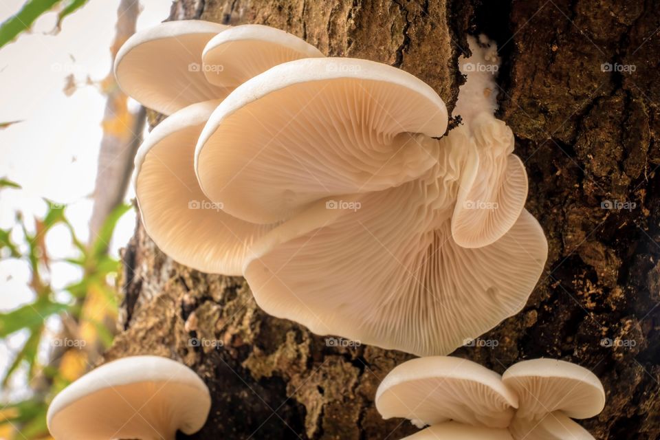 Getting down low for mushroom photography definitely adds to the interest of the subject matter. Summer oyster mushrooms, Raleigh, North Carolina. 