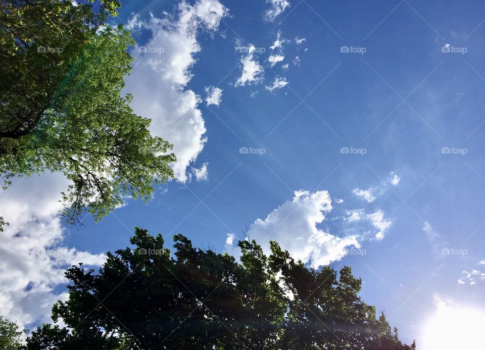Bright Morning - view from underneath puffy white clouds and leafy trees against a bright blue sky, sunlight steaming from lower  right 