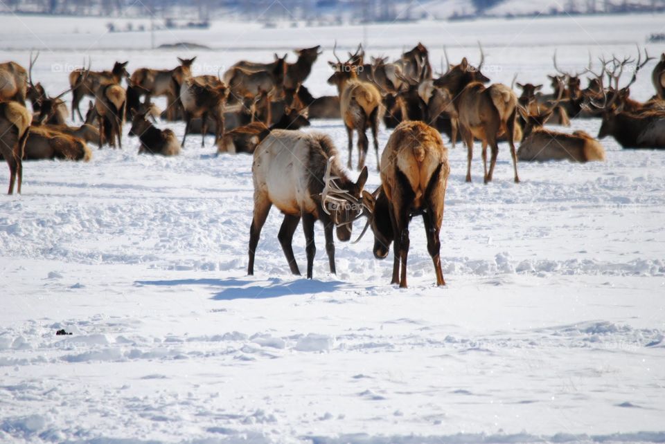 Showing Off for the Ladies