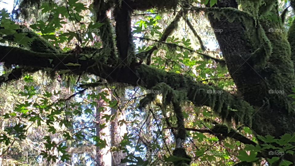 hanging moss