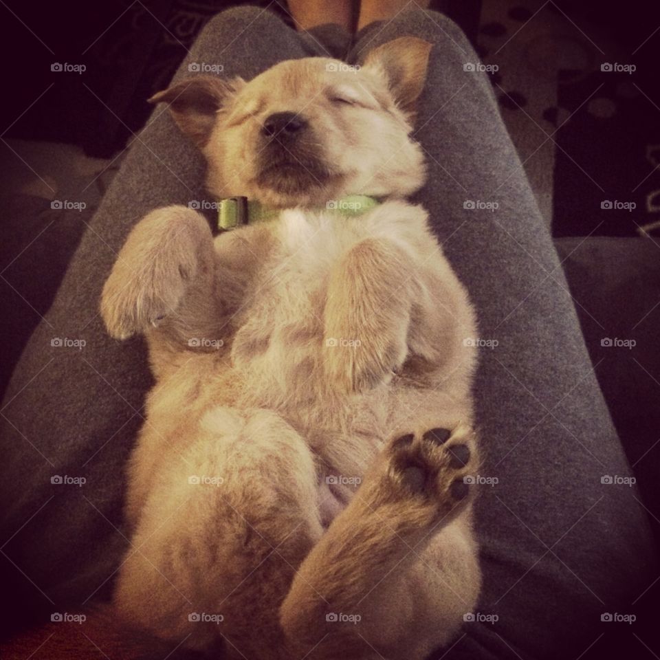 Puppy. Puppy sleeping on lap