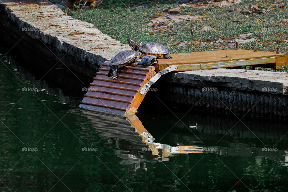 turtles going into a pond