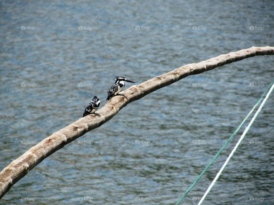 two pied kingfishers