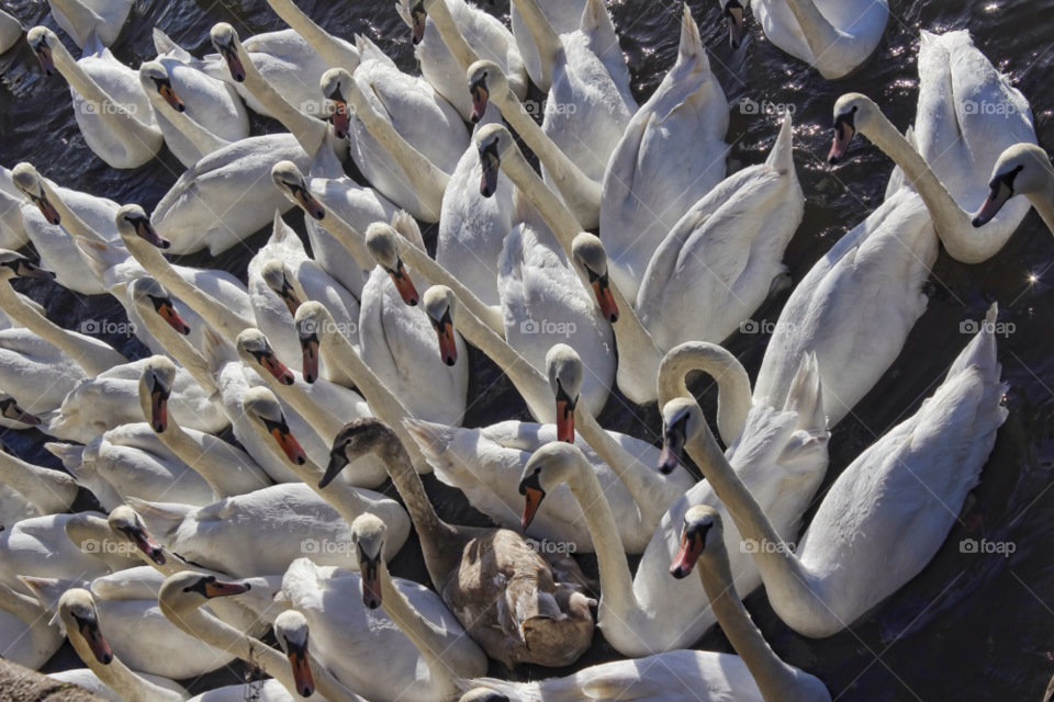 worcestershire uk worcestershire the swans by chris7ben