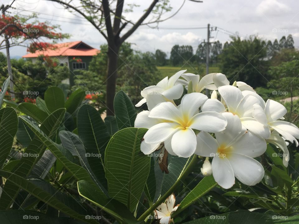 1 of beautiful flowers in the world