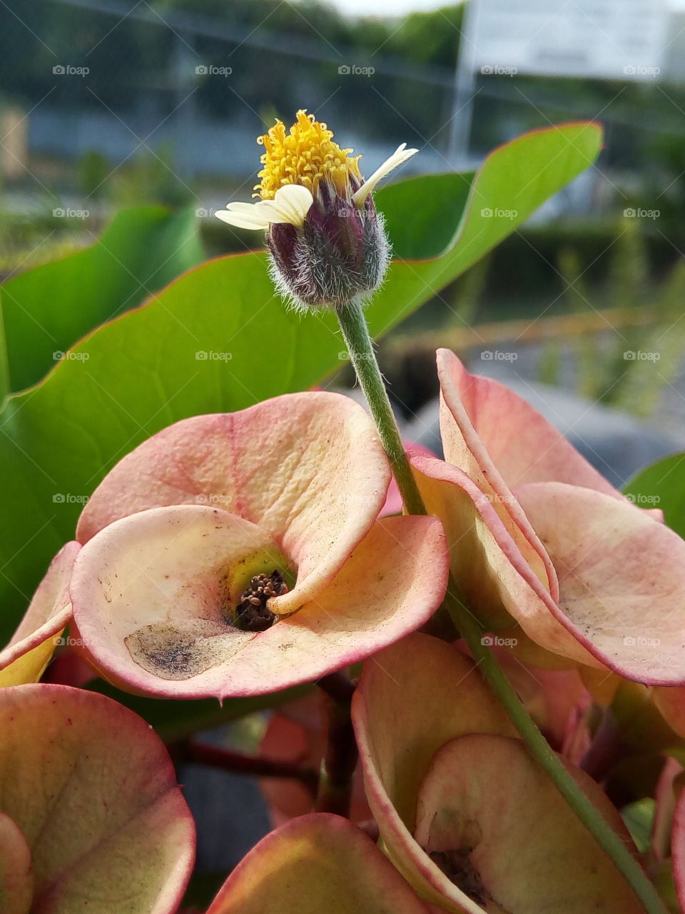 rising above the thorns