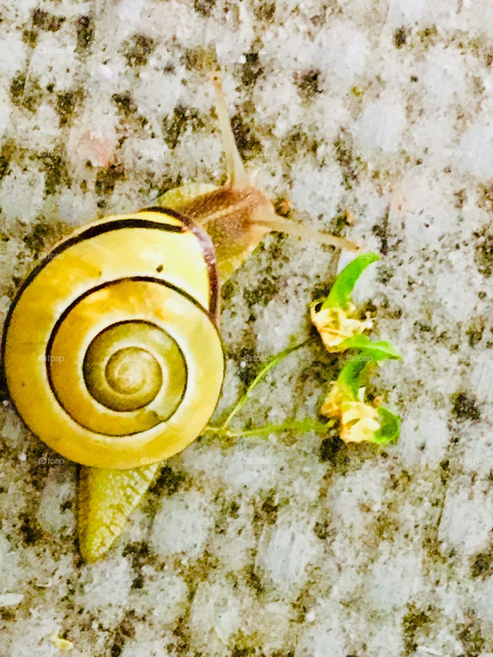 Snail on Balcony-May 29 2017- Montreal, Quebec, Canada 