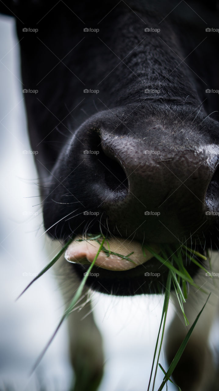 cow eating grass