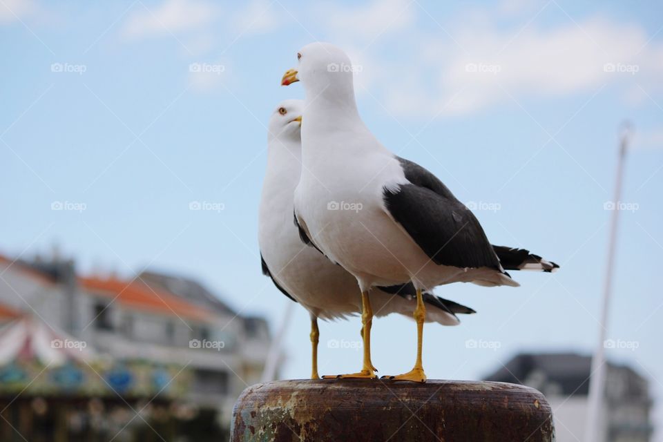 Bird, No Person, Wildlife, Seagulls, Outdoors