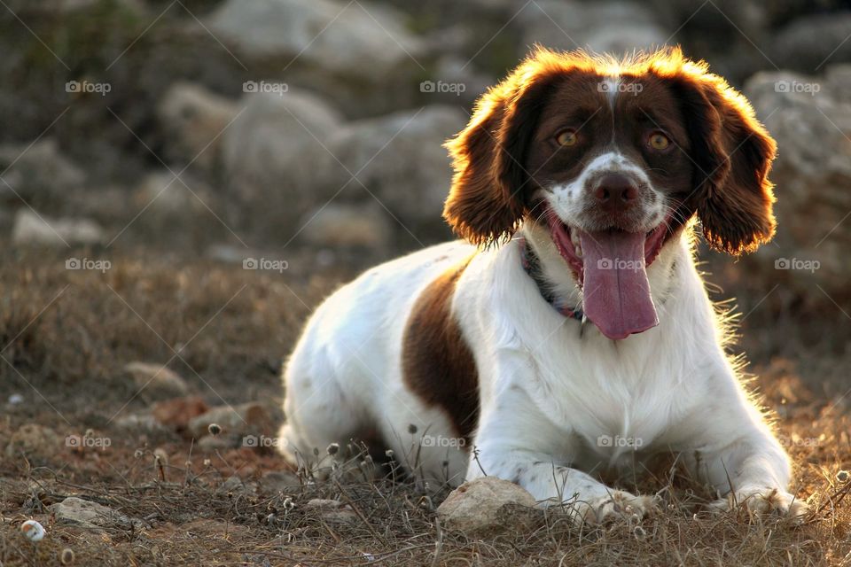 A friendly brown and white Springer Spaniel looks directly into the camera, smiling with tongue out.