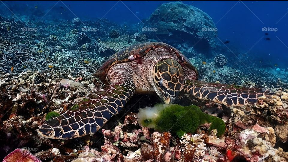 turtul in the ocean sea