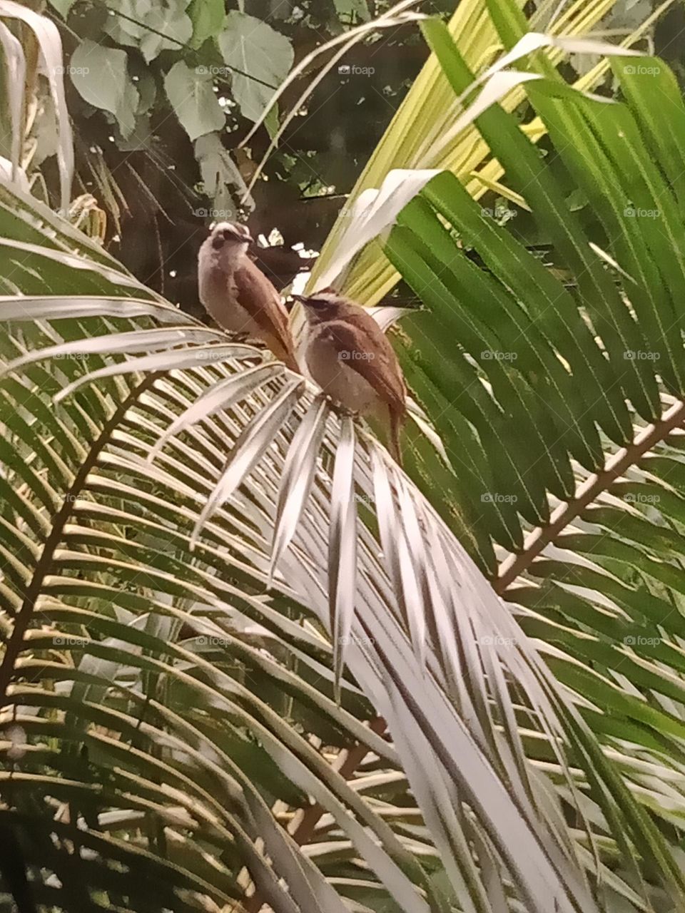 Birds are specilal with their unique features – feathers, wings, a beak, hollow, fused bones and air sacs