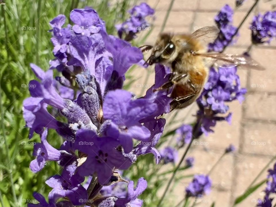 Bee