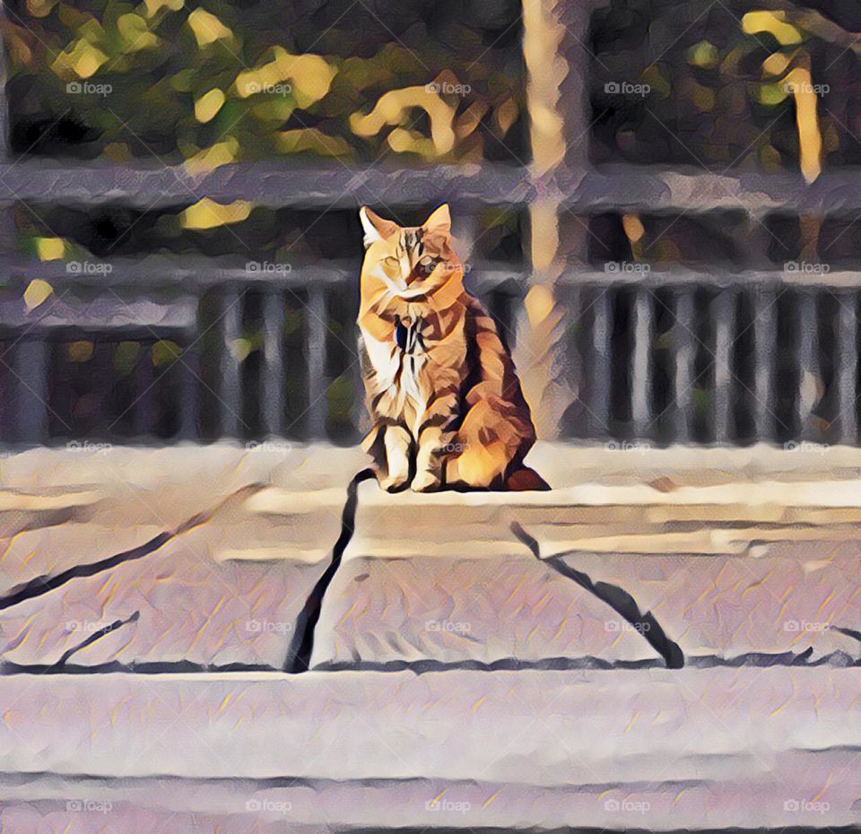 Cat on Porch